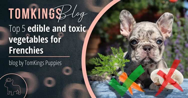 Potential Toxicity of Citrus Essential Oils for French Bulldogs