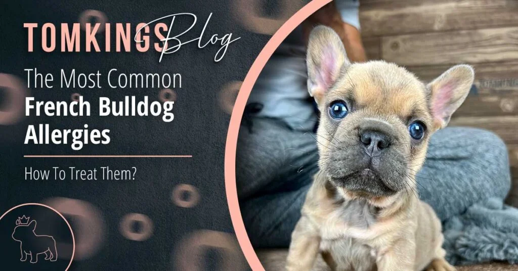 French Bulldog Food Allergies: Discover Common Triggers