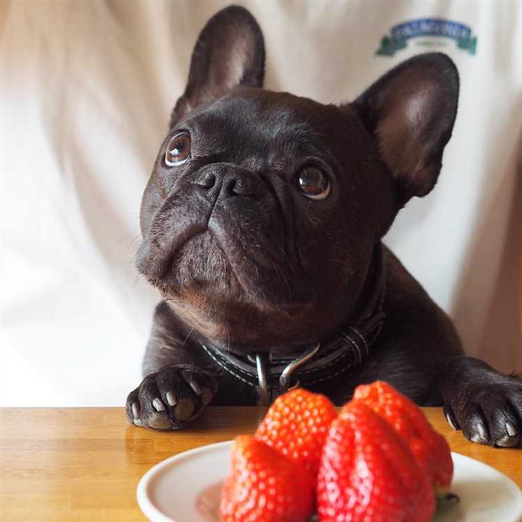 What fruits can French bulldogs not eat?