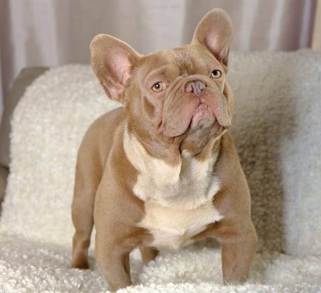 Discovering the Rare Beauty of Isabella French Bulldogs