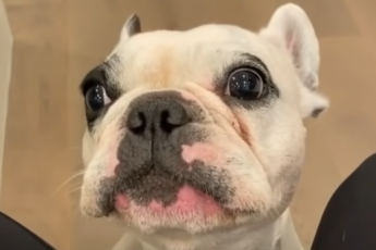 French Bulldog Tear Stains