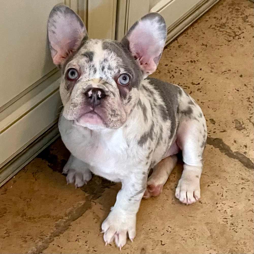 Lilac Merle French Bulldog: The Ultimate Guide