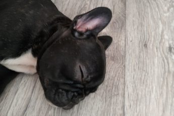 Tips and tricks to improve the mood of your sad French Bulldog