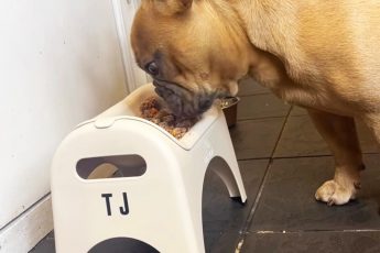 French Bulldog Feeding Made Easy - Our Top Bowl Recommendations