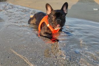 French Bulldog Harness or Collar: Which Should You Use