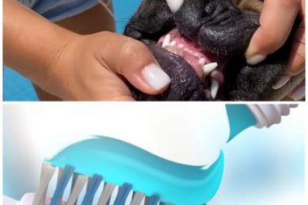 Getting your Frenchie used to toothpaste