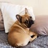 French Bulldog Wants to Sleep in Your Bed