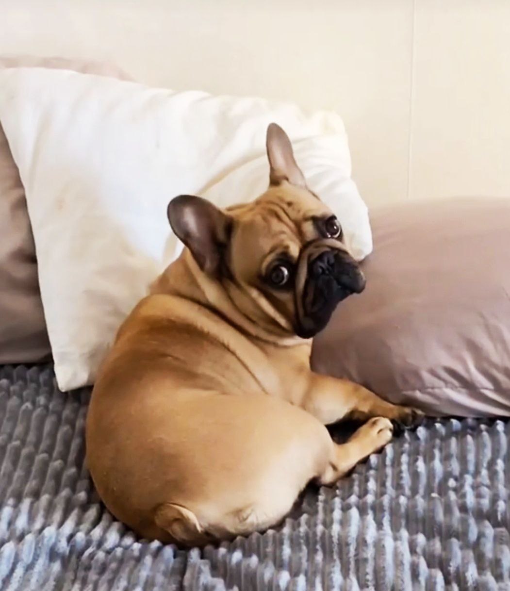 French Bulldog Wants to Sleep in Your Bed: Here's Why and What to Do