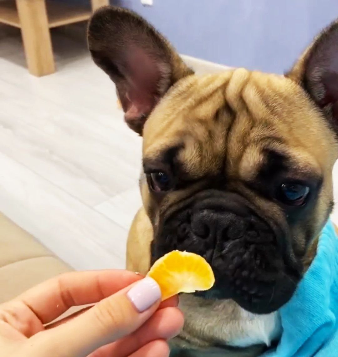 Can French Bulldogs have tangerines?