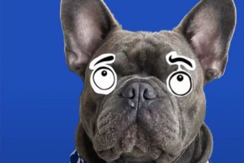 Common allergies in French Bulldogs: