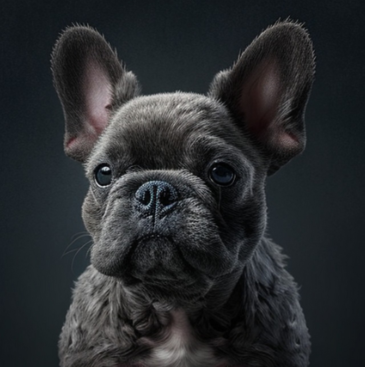 The Alluring Furry French Bulldog: A Comprehensive Guide