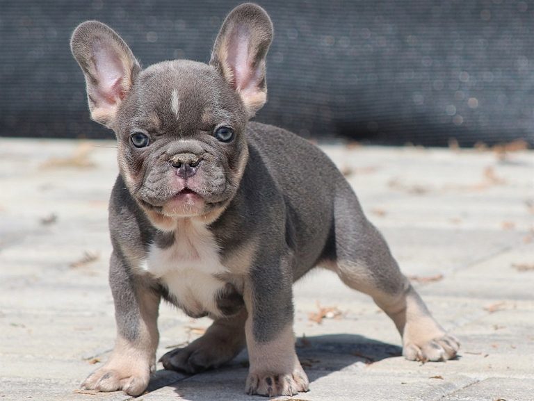 Lilac and Tan French Bulldogs: A Comprehensive Guide