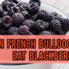 Can French Bulldogs Eat Blackberries?