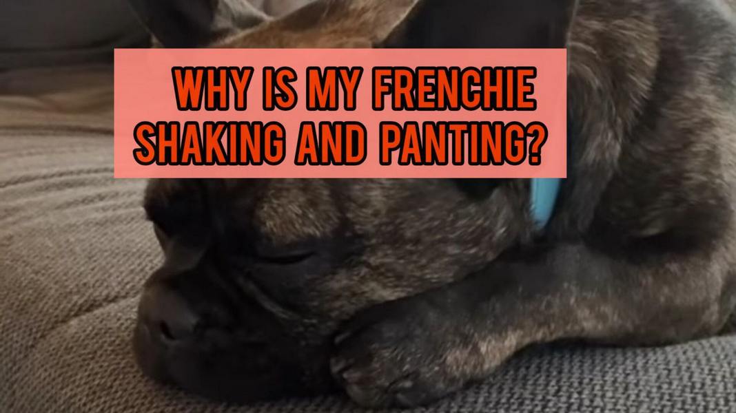 Why Is My French Bulldog Shaking and Panting?