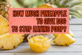 How Much Pineapple To Give Dog To Stop Eating Poop?