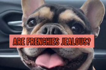 Are French Bulldogs Jealous?