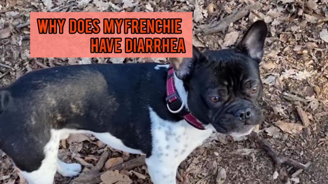 Why Does My Frenchie Have Diarrhea