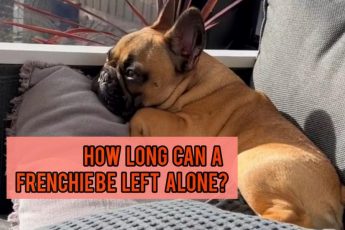 How Long Can a French Bulldog Be Left Alone?