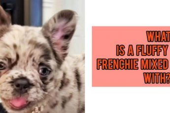 What Is A Fluffy Frenchie Mixed With?