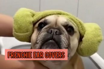 French Bulldog Ear Covers