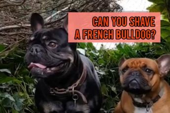 Can You Shave a French Bulldog?