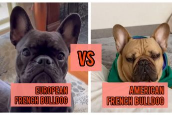 European French Bulldog vs American French Bulldog: What Are the Differences?