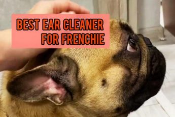 Best Ear Cleaner For French Bulldogs