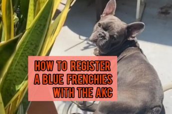 How to Register a Blue French Bulldog with the AKC