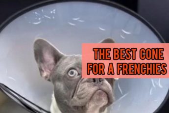 The Best Cone For A French Bulldog