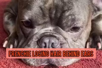 French Bulldog Losing Hair Behind Ears