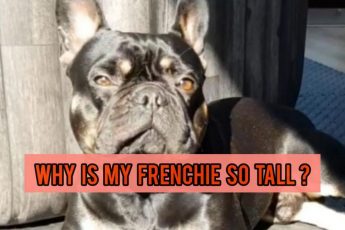 Why Is My French Bulldog So Tall?