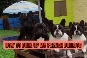 How To Bulk Up My French Bulldog