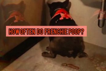 How Often Do French Bulldogs Poop?