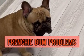 French Bulldog Bum Problems