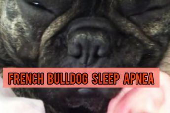 French Bulldog Sleep Apnea