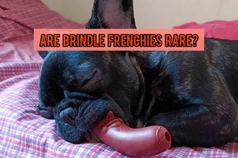 Are Brindle French Bulldogs Rare?