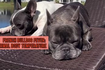 french-bulldog-fever-normal-body-temperature
