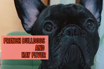 French Bulldogs and Hay Fever