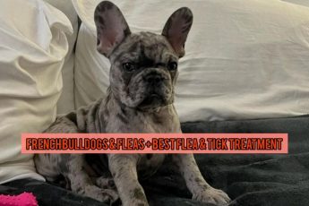 French Bulldogs & Fleas + Best Flea & Tick Treatment