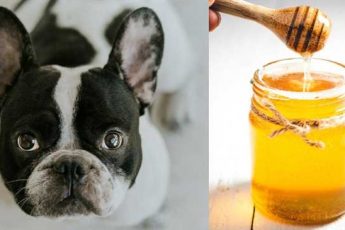 Can French Bulldogs Consume Honey?