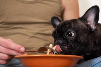 Can French Bulldogs Consume Pasta?