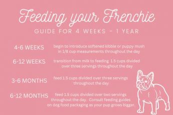 Is It Healthy for French Bulldogs to Have Only One Meal a Day?