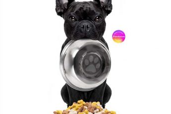 Why are French Bulldogs always hungry?