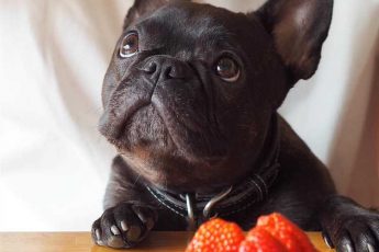 Why Your French Bulldog is Always Hungry