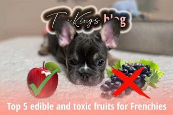 Choosing the Perfect Fruit for French Bulldogs